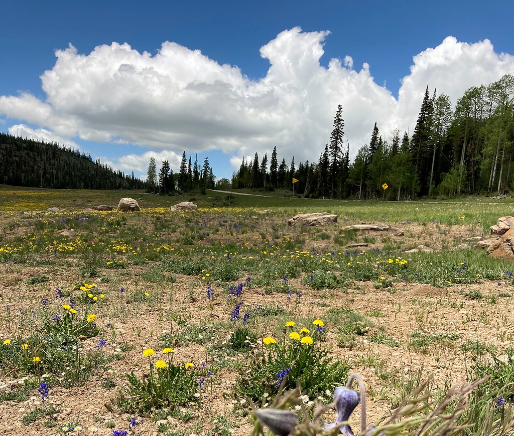 Dry meadow 3155 On national forest land in the mountains o… Flickr
