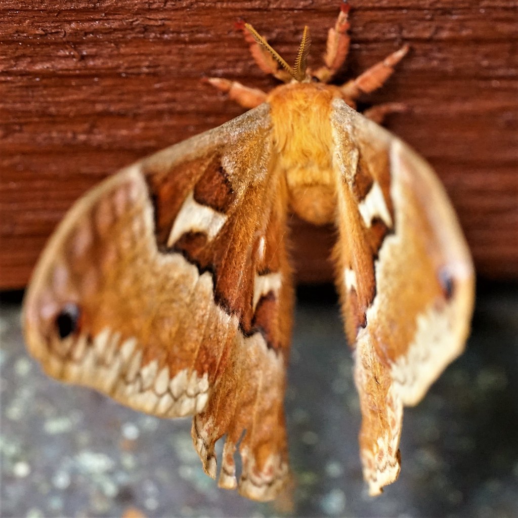 06a Gatlinburg TN Natural History Museum at Twin Creeks … Flickr