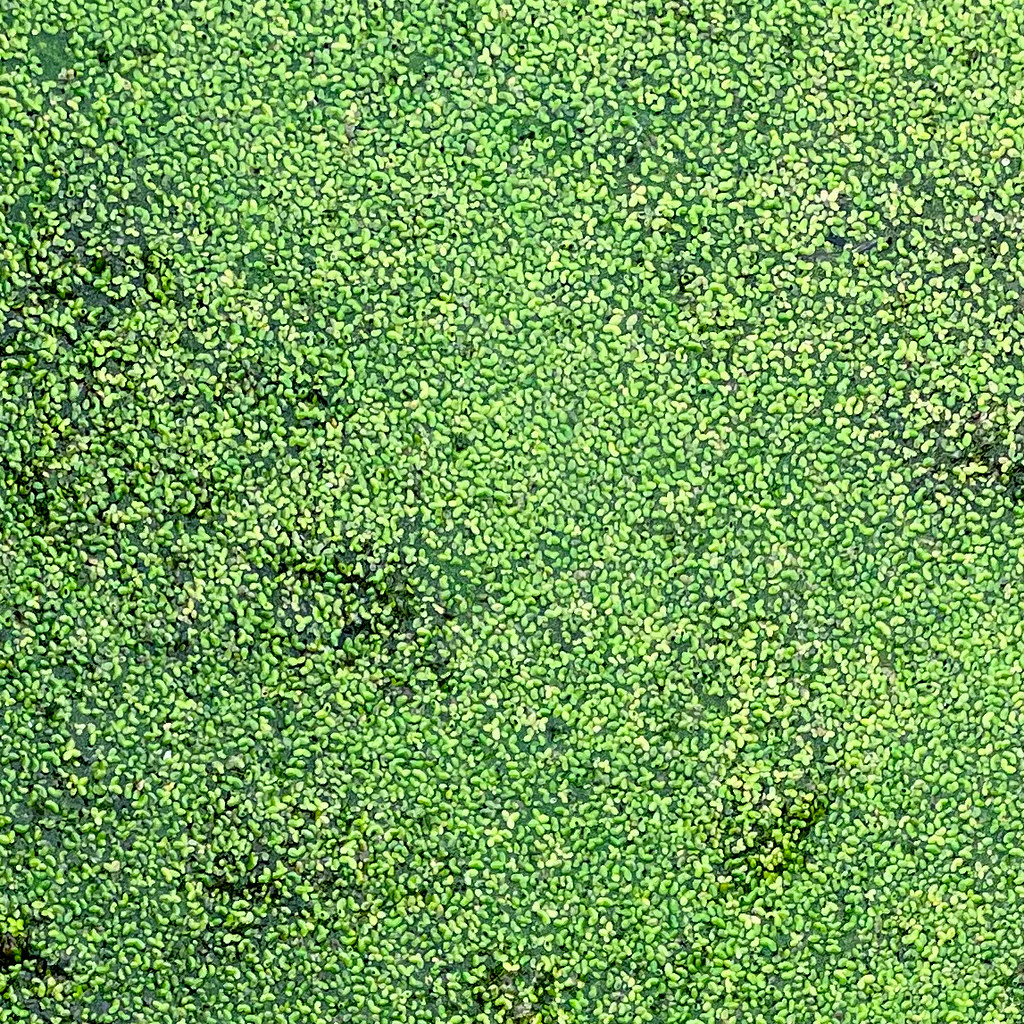 duckweed Fisk Quarry Preserve Isle la Mott, Vermont Mike Greenwood