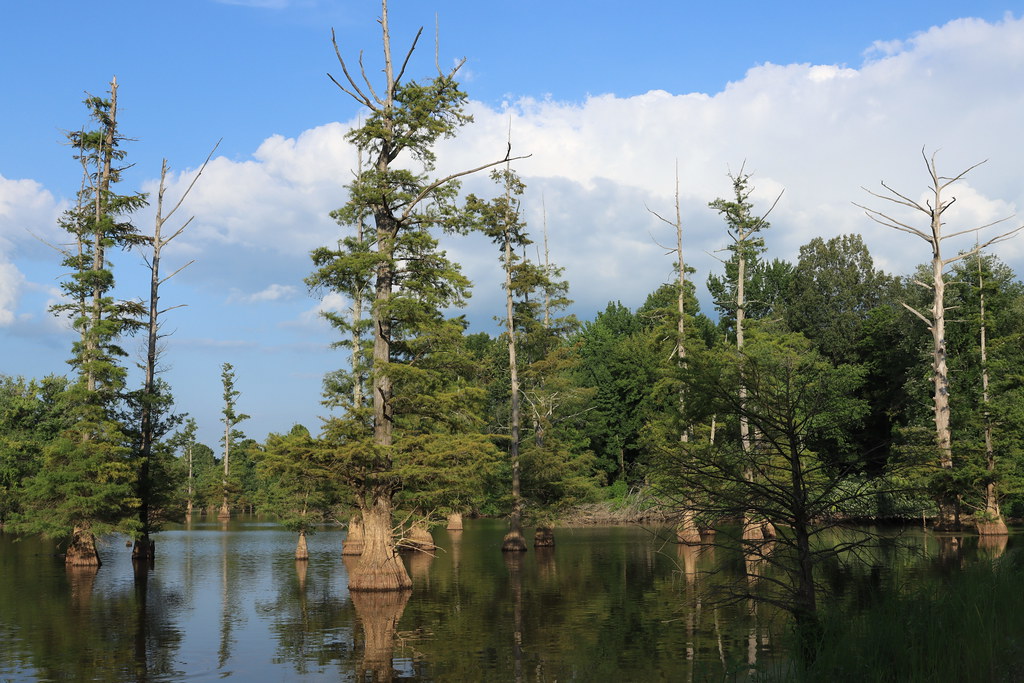 Ballard Wildlife Management Area Ballard County. KY Not wh… Flickr