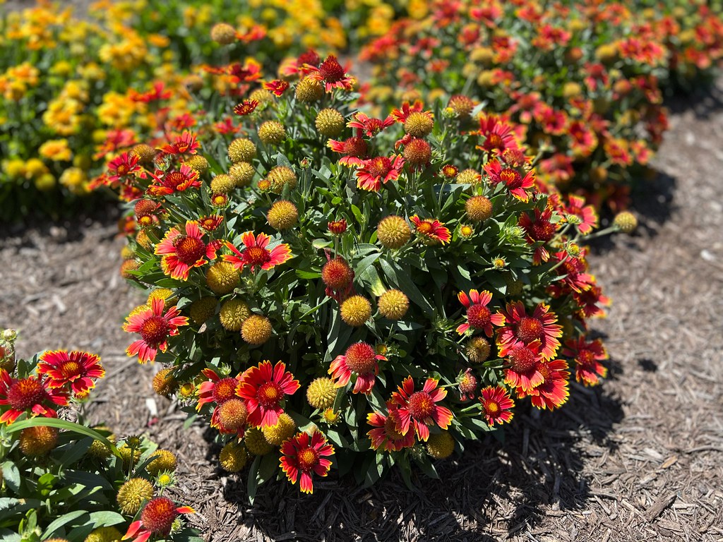Gaillardia Spintop Orange Halo Improved E H R Flickr
