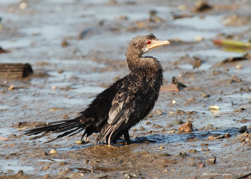 Cormorant (Longtailed) Gambia Ian Shirley Flickr