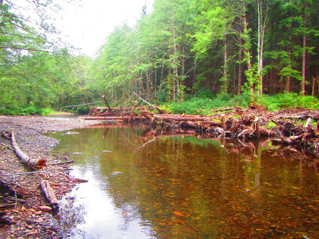 Site_1_Upstream Margaret Creek 2022 Khrystl Brouillette Flickr