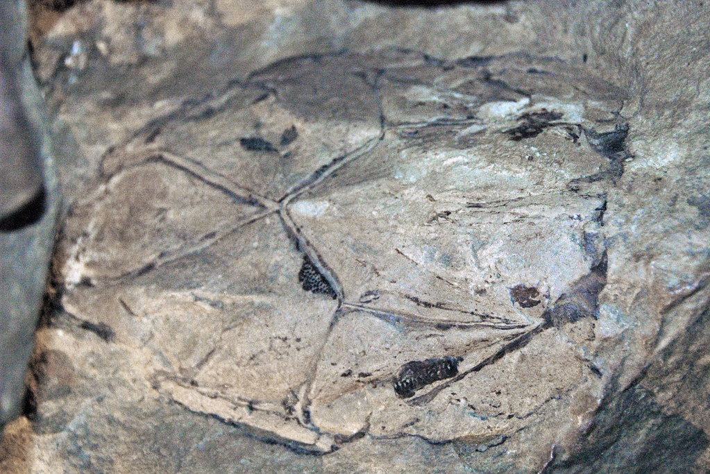 Macropetalichthys rapheidolabis (fossil fish) (Columbus Limestone