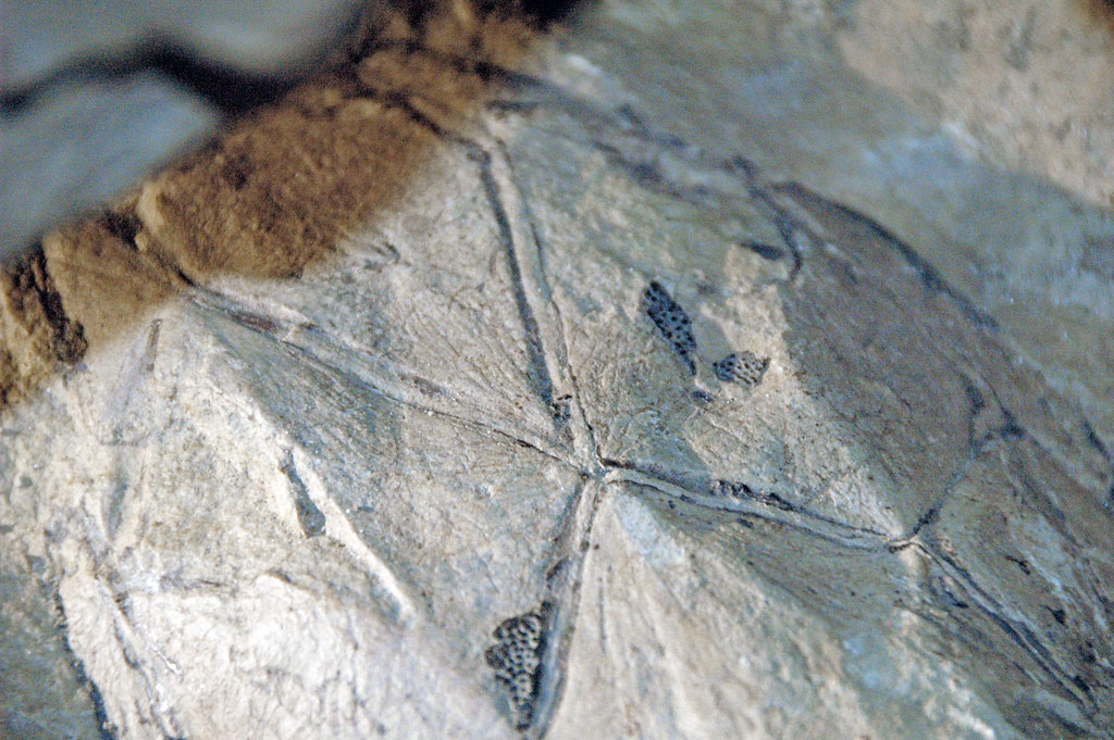 Macropetalichthys rapheidolabis (fossil fish) (Columbus Limestone
