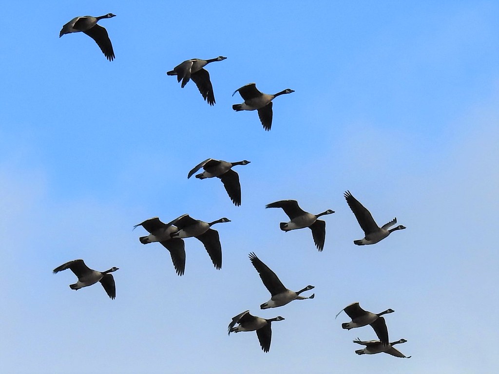 Canada Geese Canada Geese (Branta canadensis) flying overh… Flickr