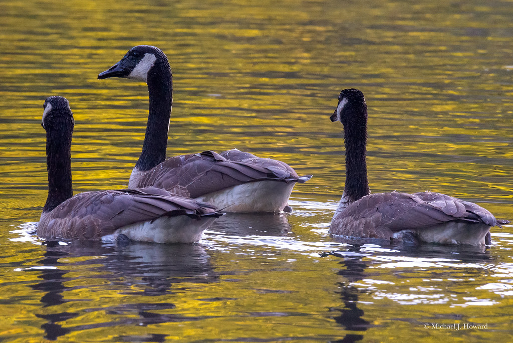 Geese in Michigan Michigan vacation 2022 Michael Howard Flickr