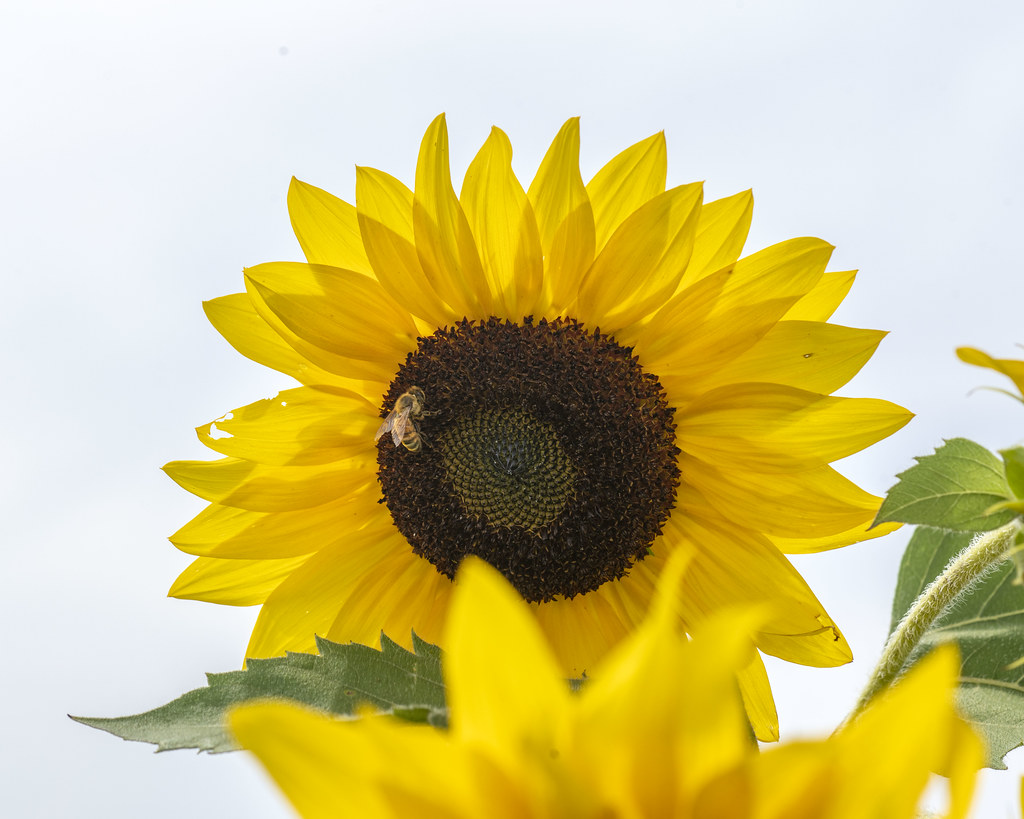 Sunflower Maze Clearview Farm Roger Inman Flickr