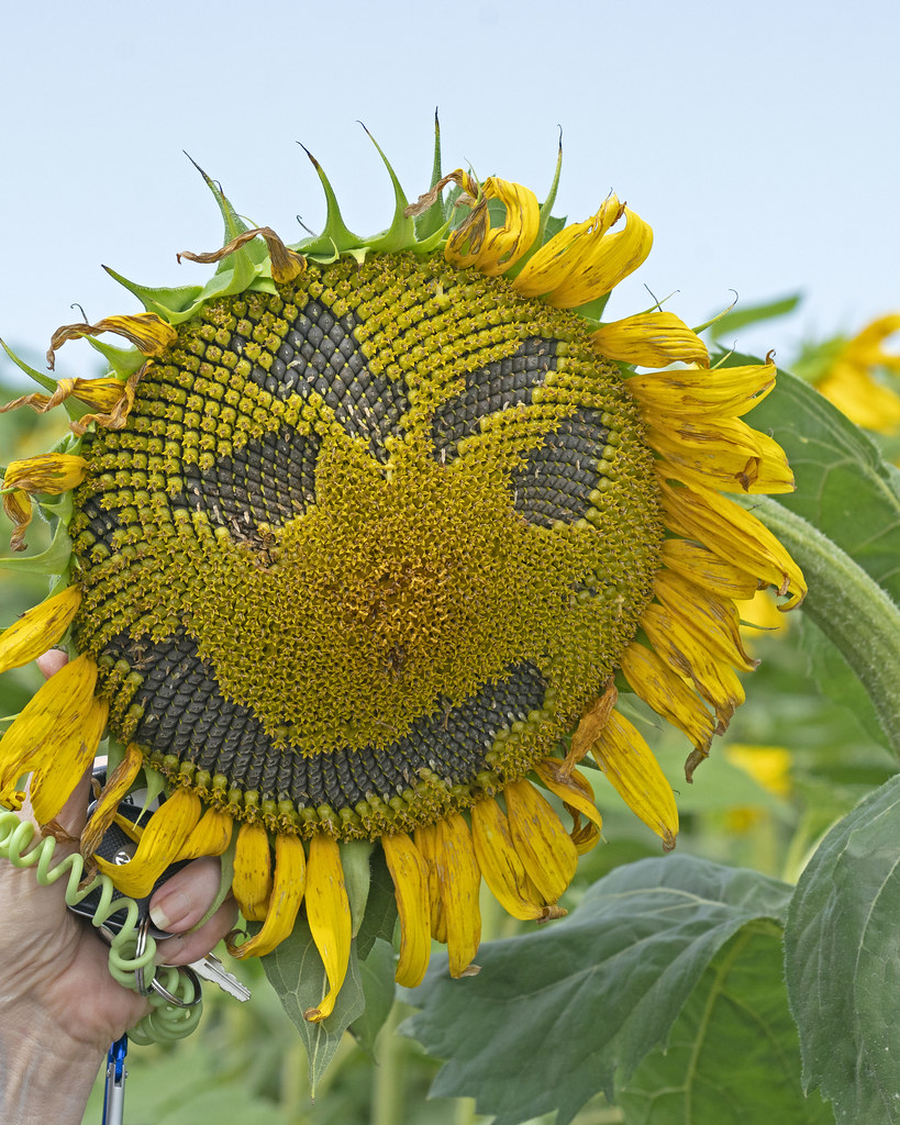 Face on Sunflower Clearview Farm Roger Inman Flickr