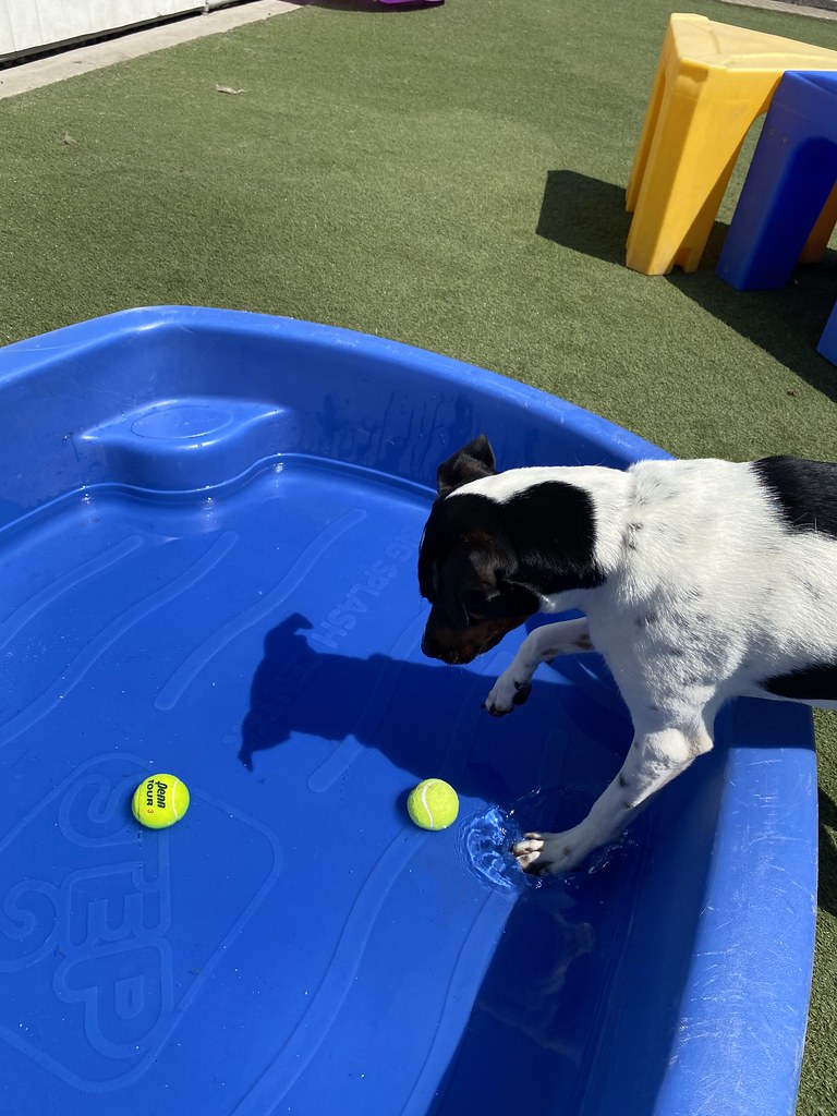 Untitled Holiday House Pet Resort and Training Center Flickr