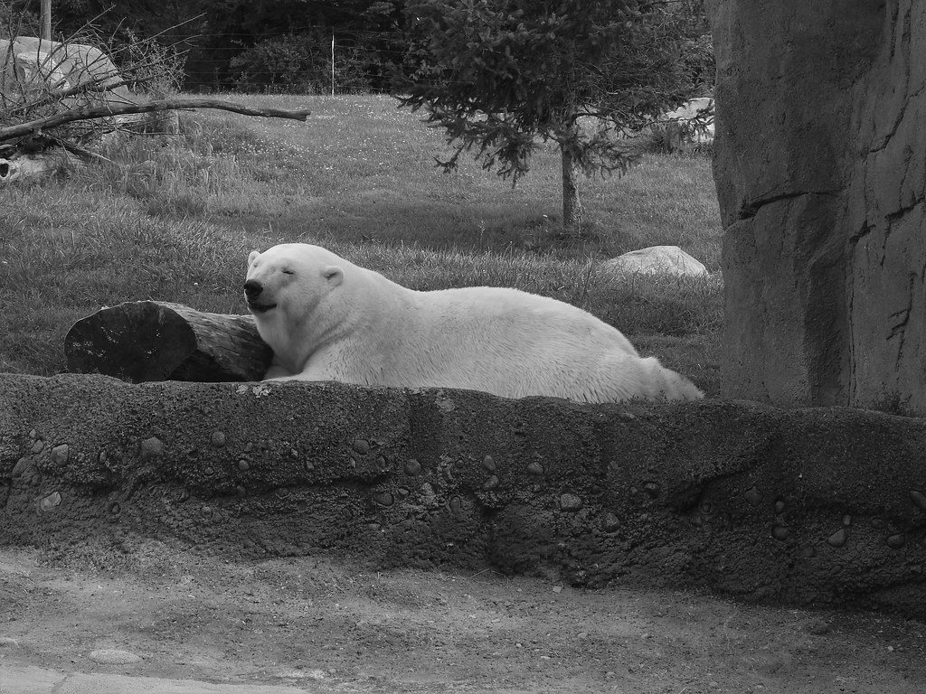 Aurora? Columbus Zoo Andrew King Flickr
