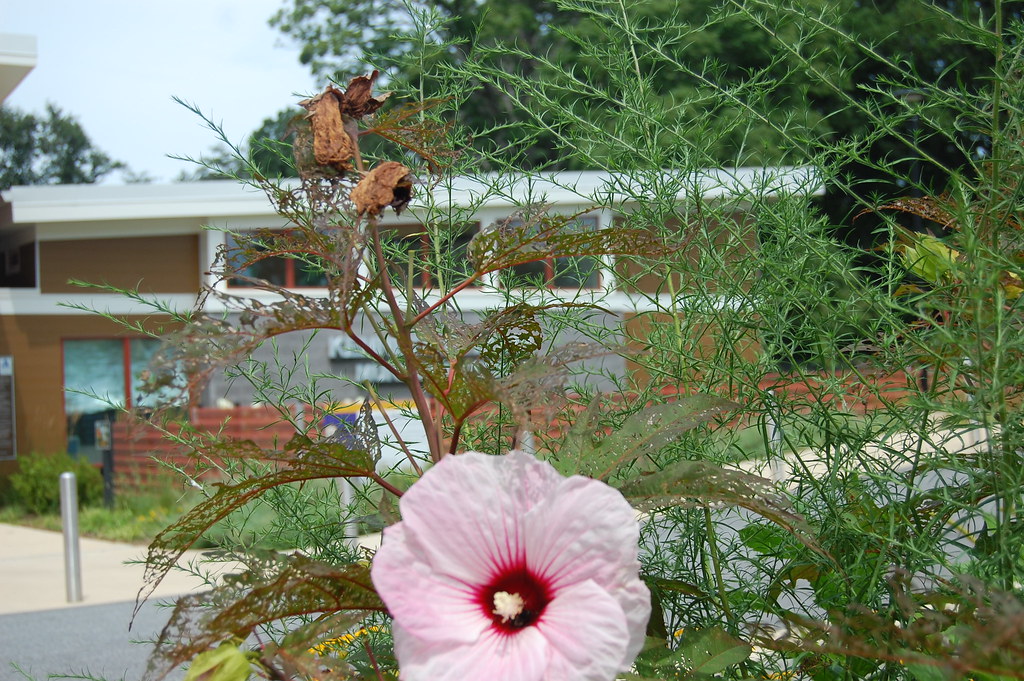 DSC_0211 Nakia Johnson Flickr