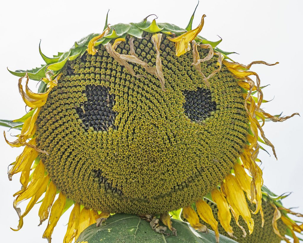 Face on Sunflower Clearview Farm Roger Inman Flickr