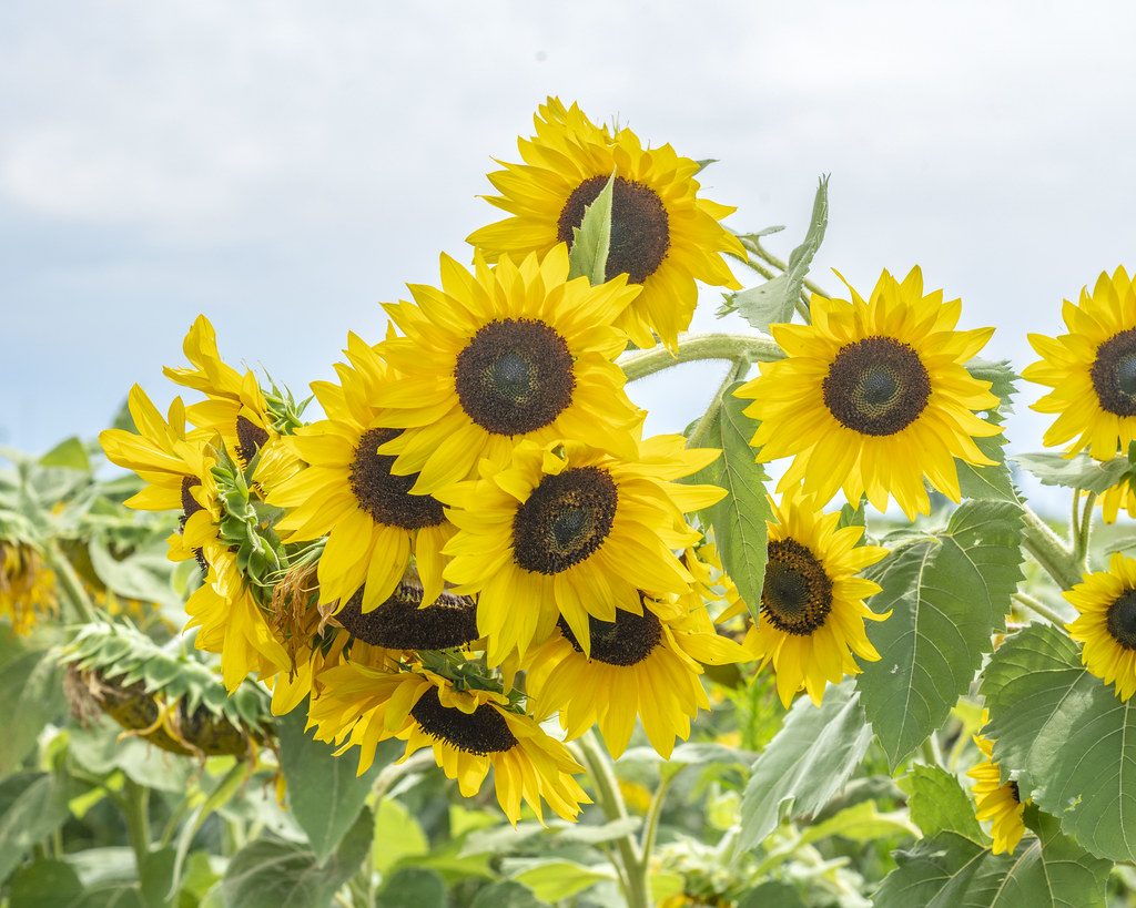 Sunflower Maze Clearview Farm Roger Inman Flickr