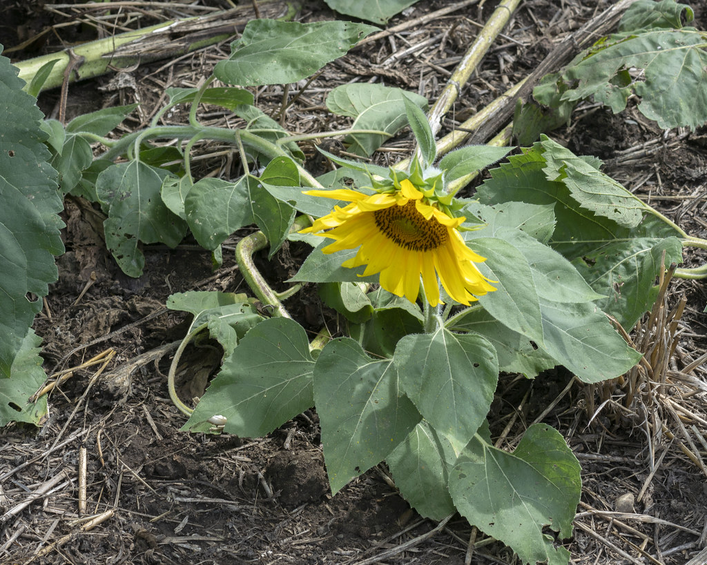 Sunflower Maze Clearview Farm Roger Inman Flickr