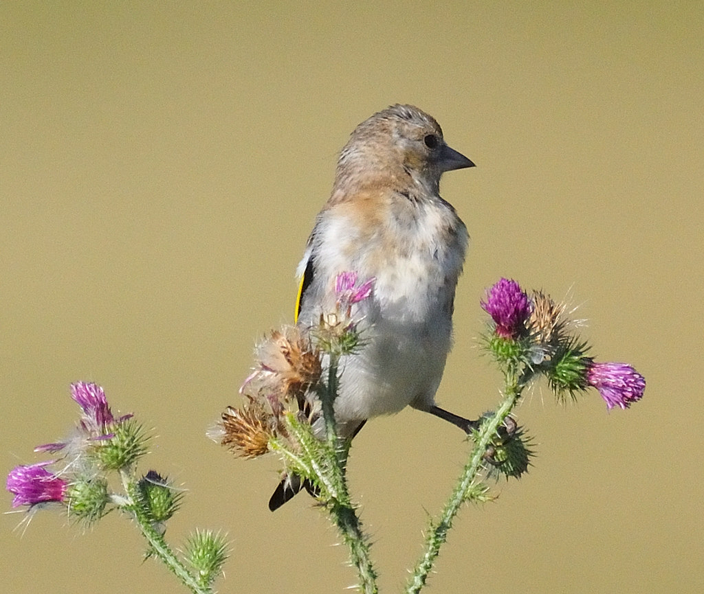 DSC_0423 Frédéric Court Flickr
