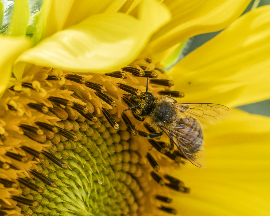 Bee on Sunflower Clearview Farm Roger Inman Flickr