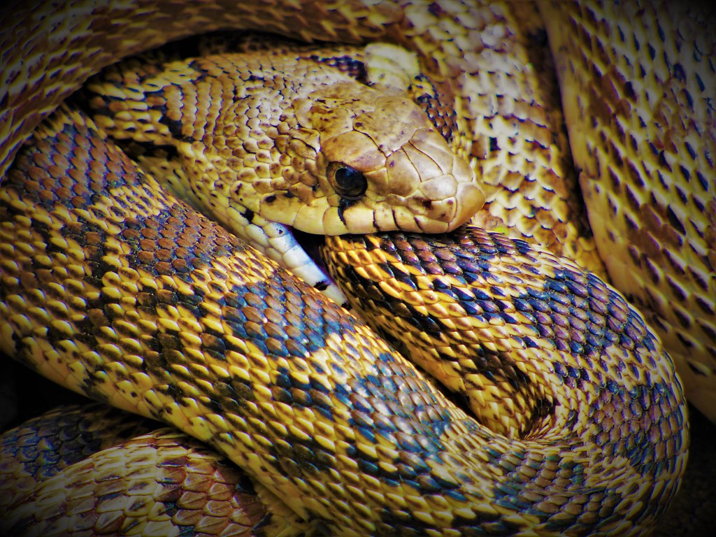Gopher Snakes mating 3 Mating Gopher Snakes (Pituophis cat… Flickr
