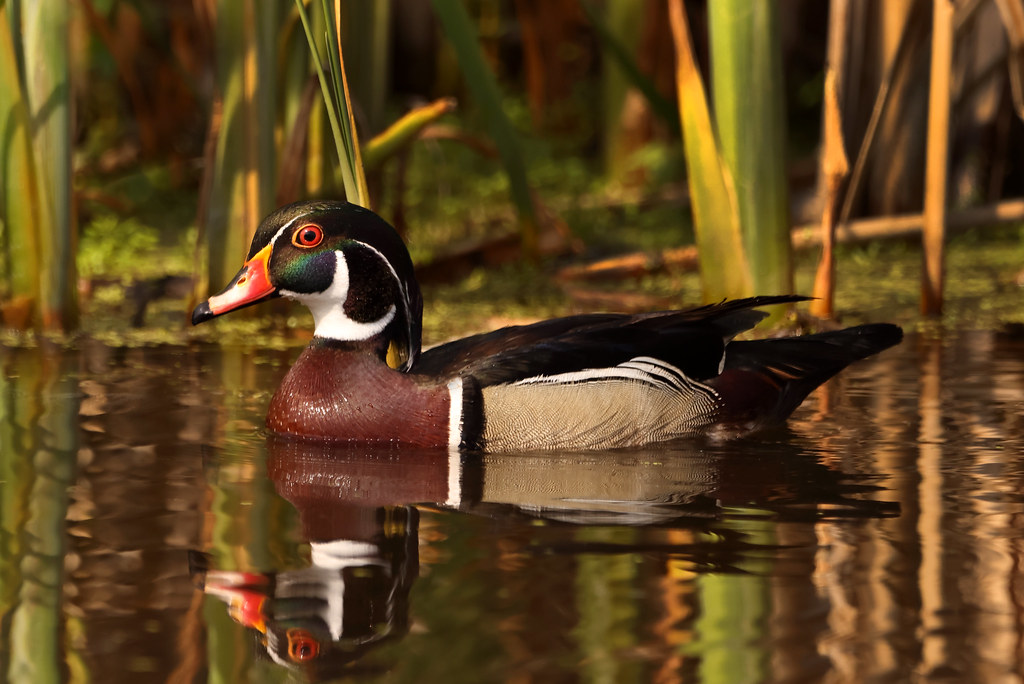 Male Wood Duck Ontario Ashley Hockenberry Flickr