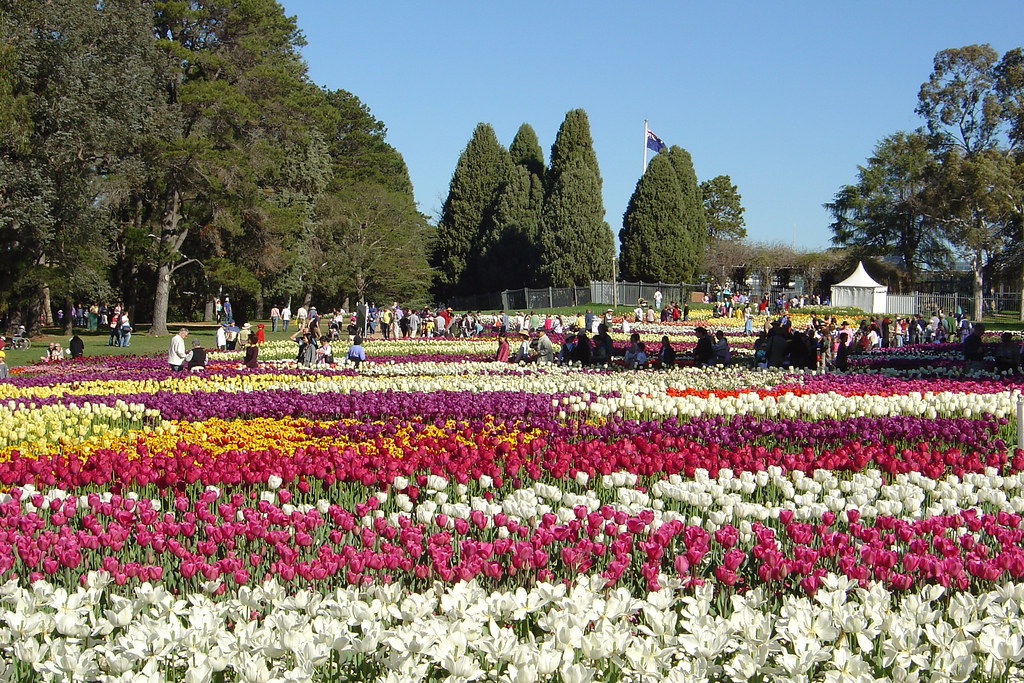 Flower Show Annual flower Canberra gordon mcdonald Flickr