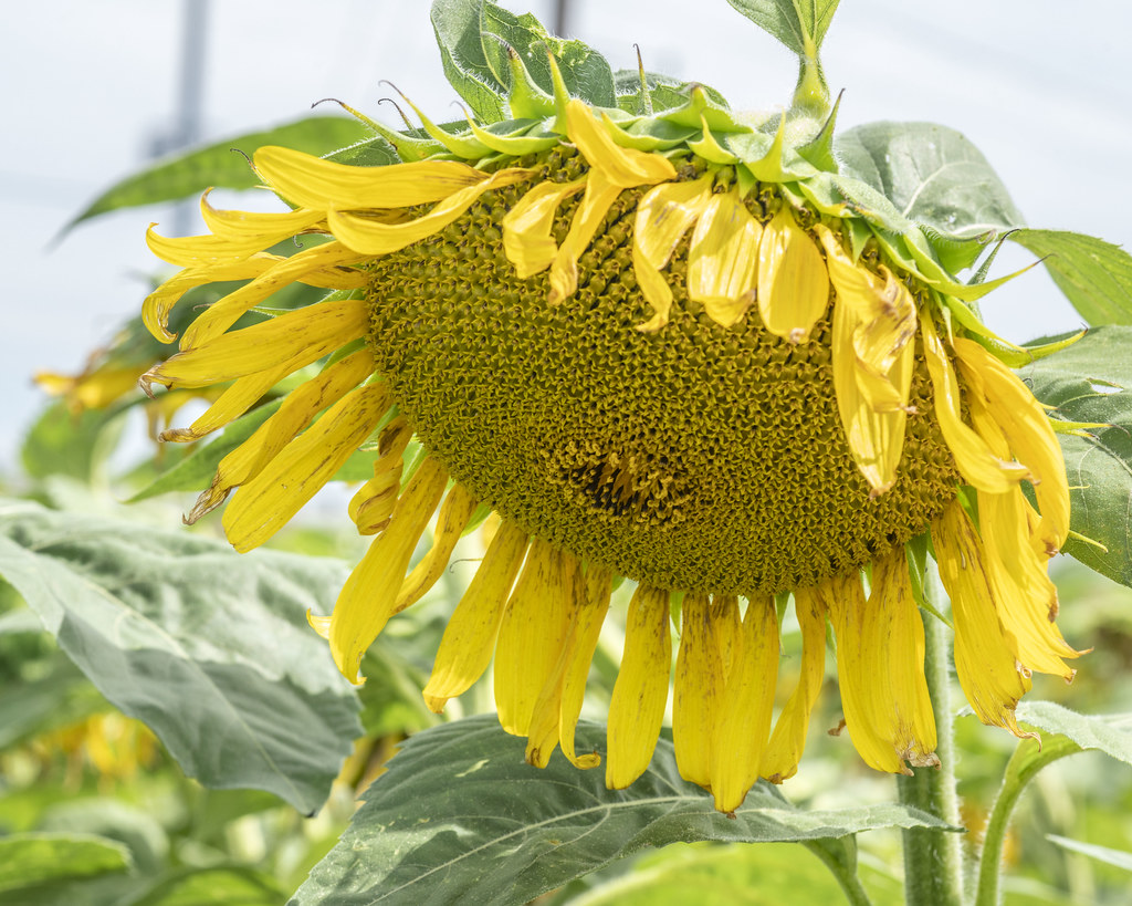 Sunflower Maze Clearview Farm Roger Inman Flickr