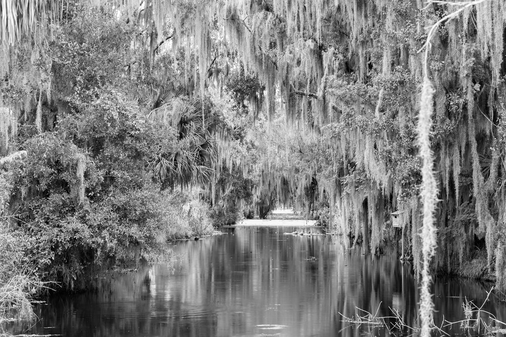 Circle B swamp1 j5brock Flickr