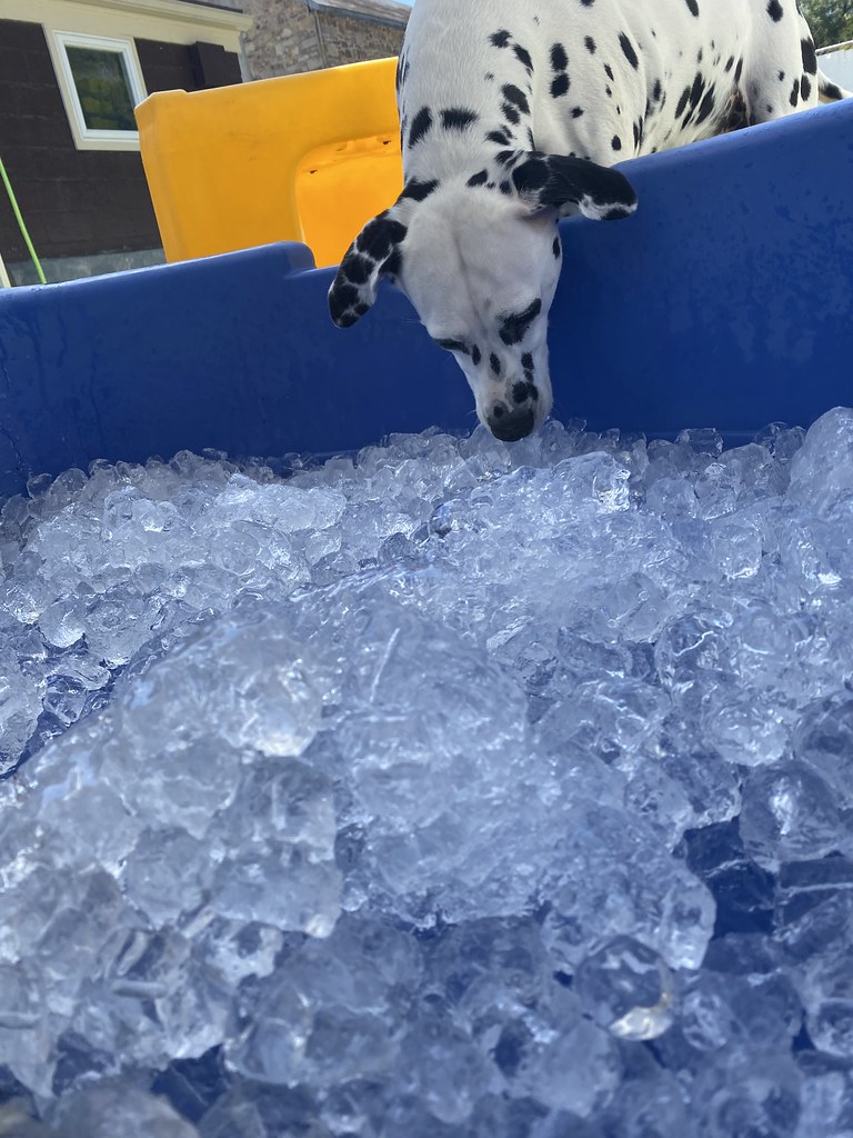 Untitled Holiday House Pet Resort and Training Center Flickr