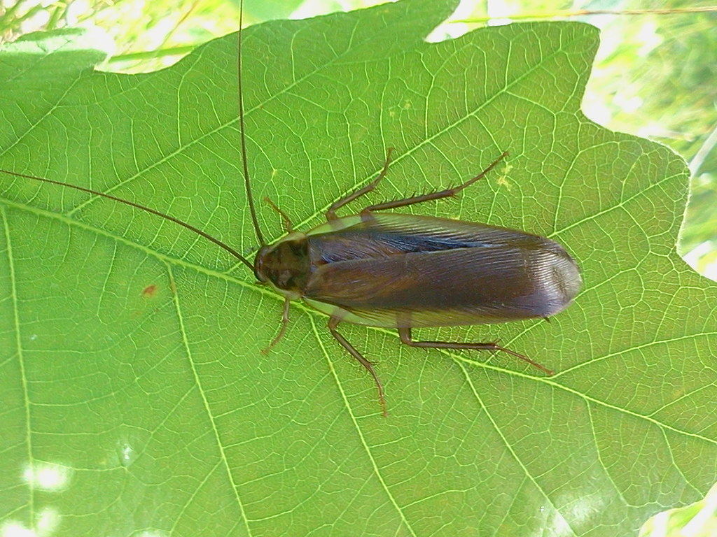 Pennsylvania Wood Cockroach Parcoblatta pennsylvanica Flickr