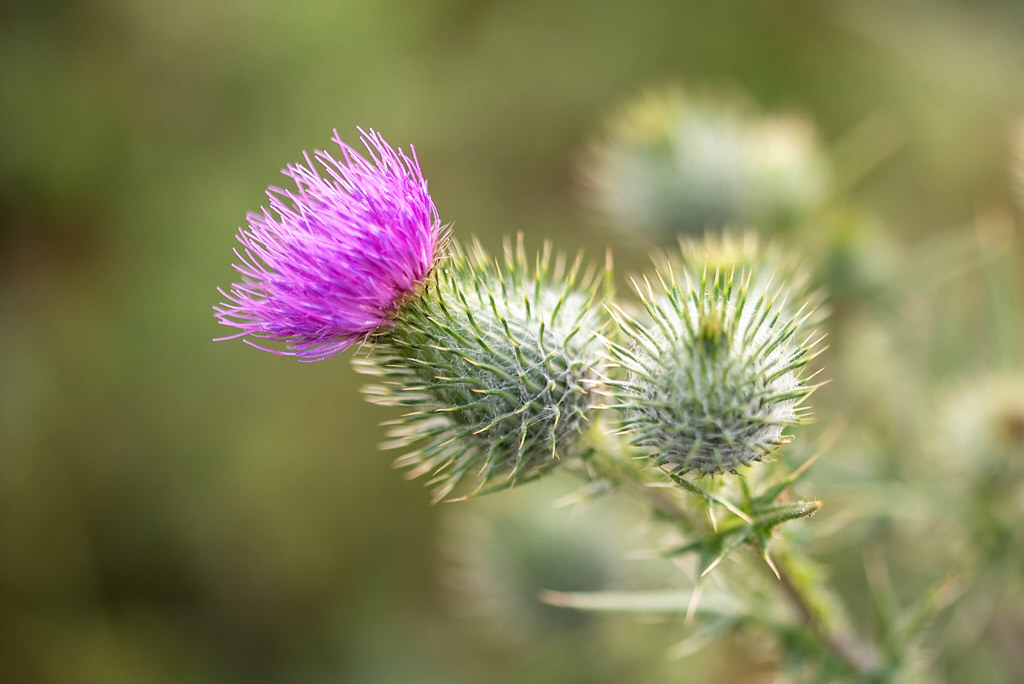 A Wembdon Somerset Wildflower 👍😊💚📷 Nigel J Mundy Flickr
