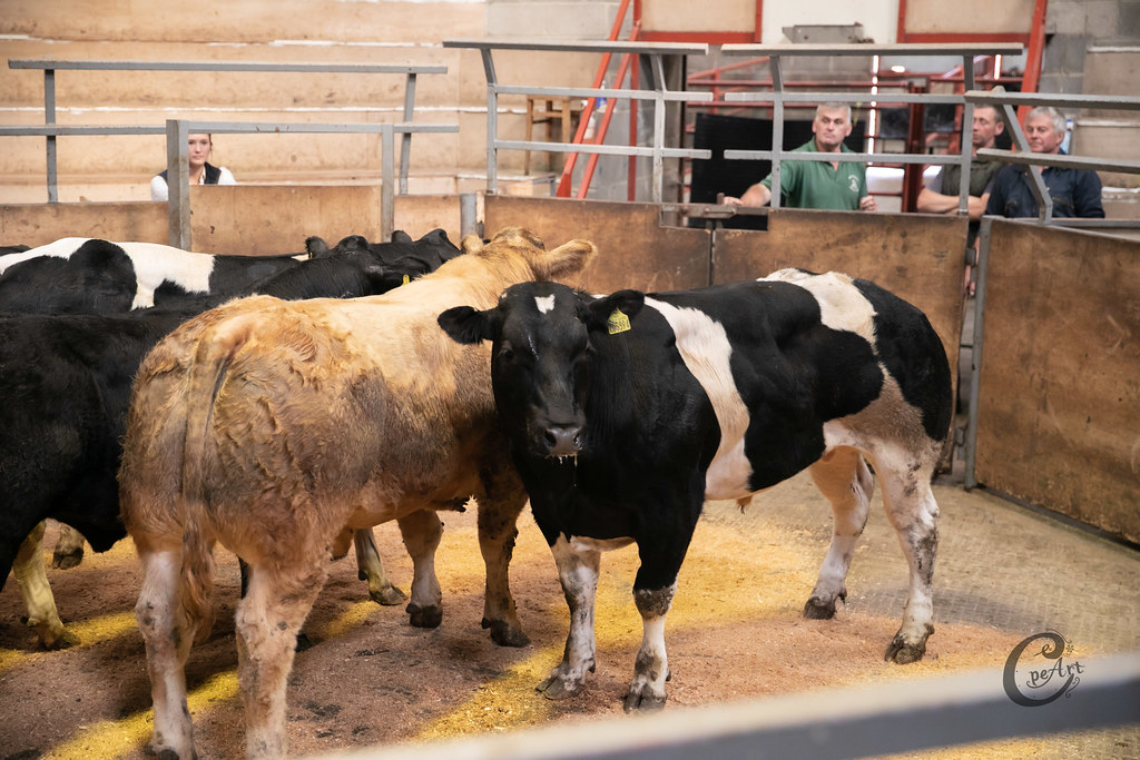 BARNARD CASTLE AUCTION MART, TUESDAY, 9th AUGUST 2022 Sale of OTM
