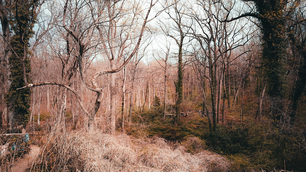 Welwyn Preserve Meetup 4/23 calvinhenderson114 Flickr