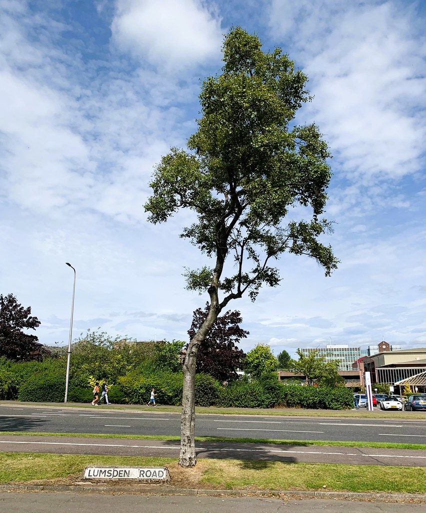 Lone Tree. Lumsden Road. Glenrothes. Fife. Scotland. Terry Gilley