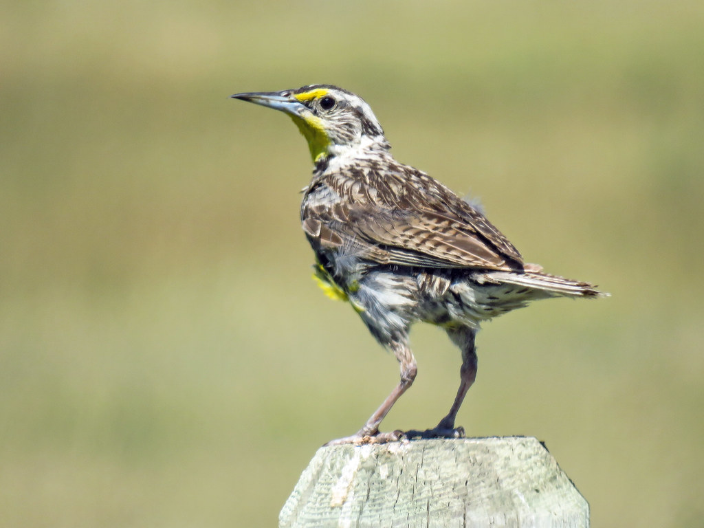 Western Meadowlark / Sturnella neglecta, juvenile The day … Flickr