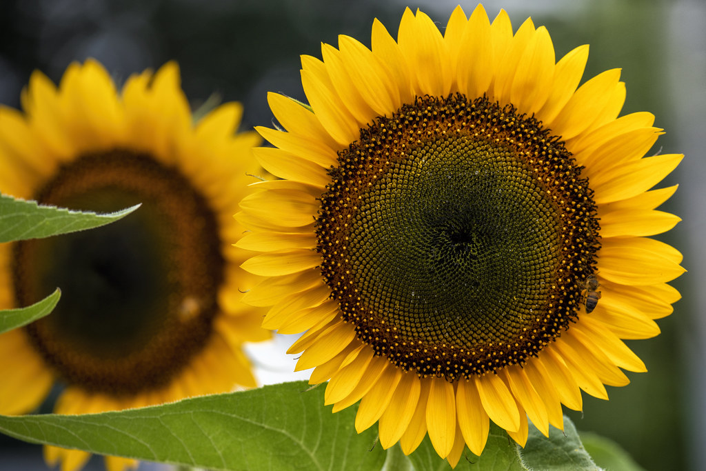 Gas Station Sunflowers. William Flickr