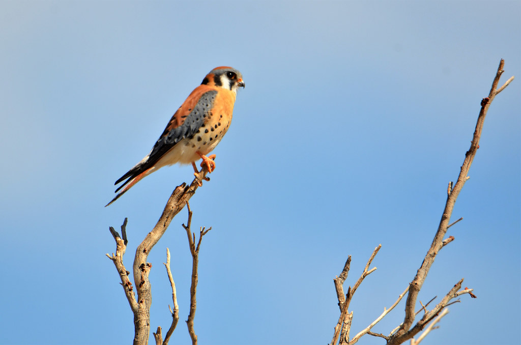 American Kestrel, California, Riverside County, Santa Rosa… Flickr