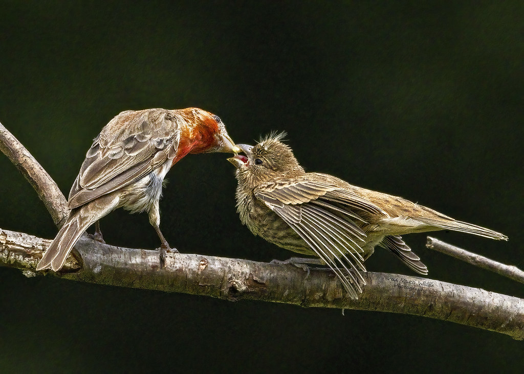 Feeding Time Male House Finch feeding his fledgling. Bucks… Flickr