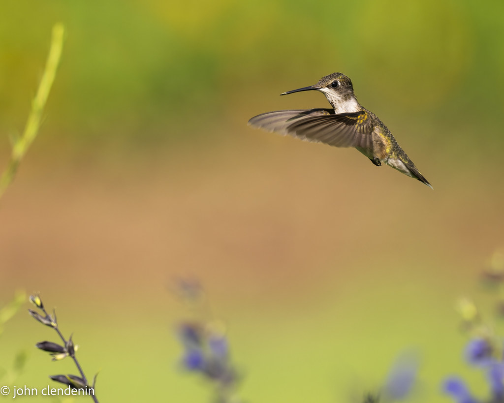 untitled25 John Clendenin Flickr