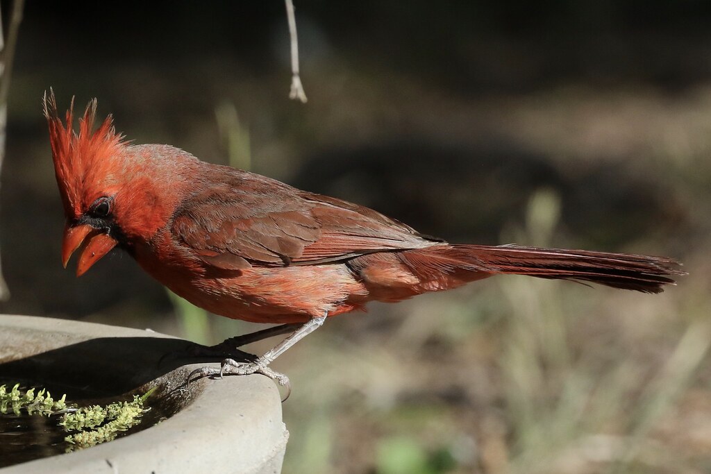 Northern Cardinal Patagonia AZ bird seeker Flickr