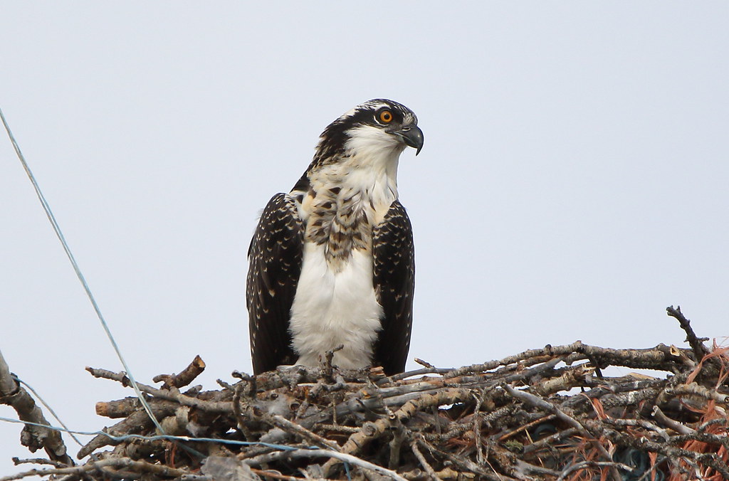 Osprey (juvenile)_1212 The last of three to fledge at this… Flickr