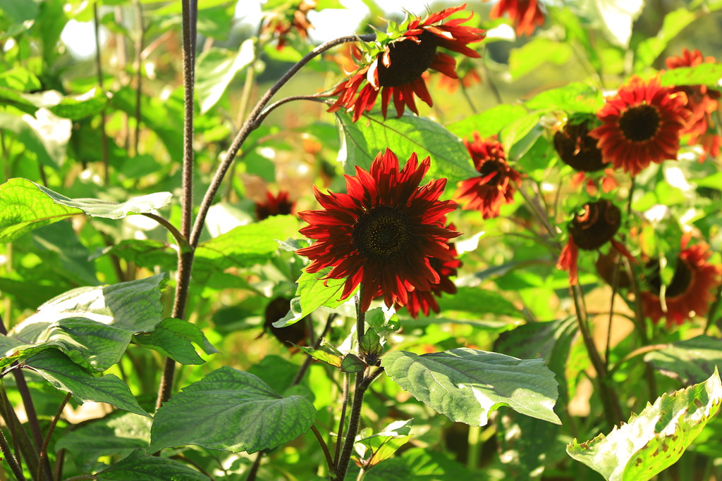 IMG_5414 A walk around RHS BridgwaterSunflowers stevenhorsfall Flickr