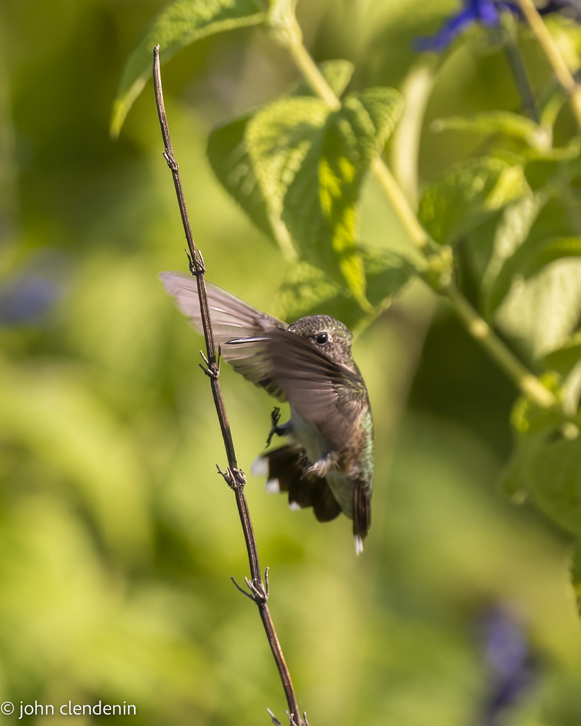 untitled2 John Clendenin Flickr