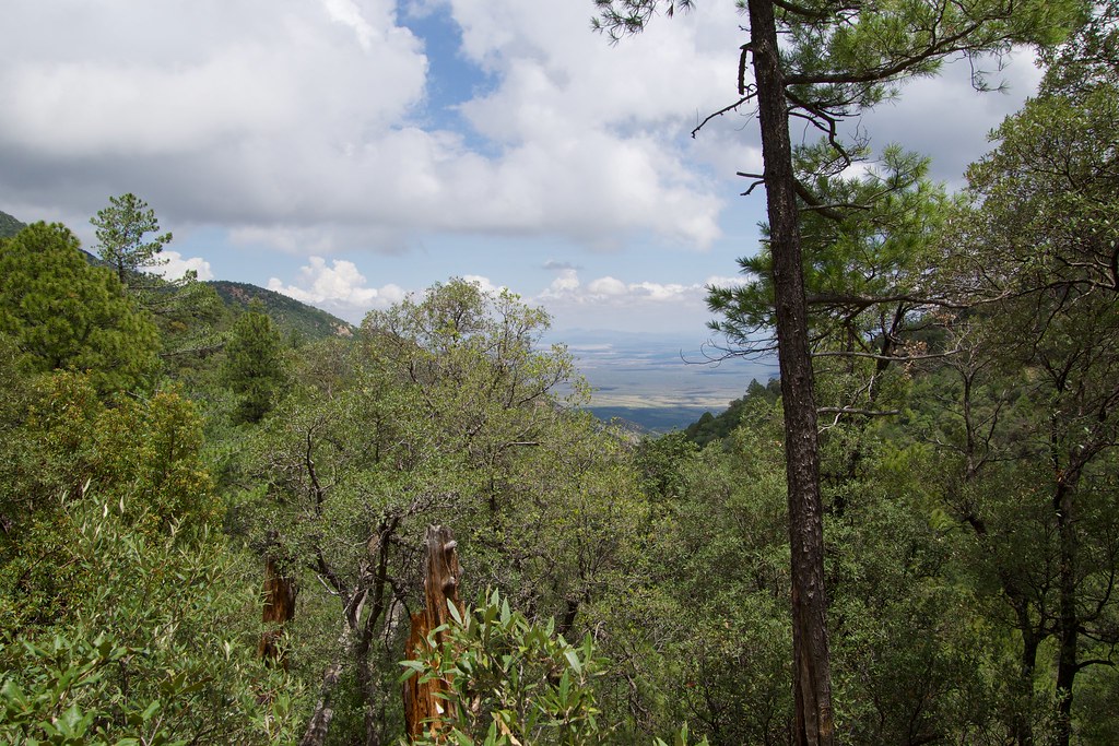 Madera Canyon AZ. July, 2022 Ned Bohman Flickr