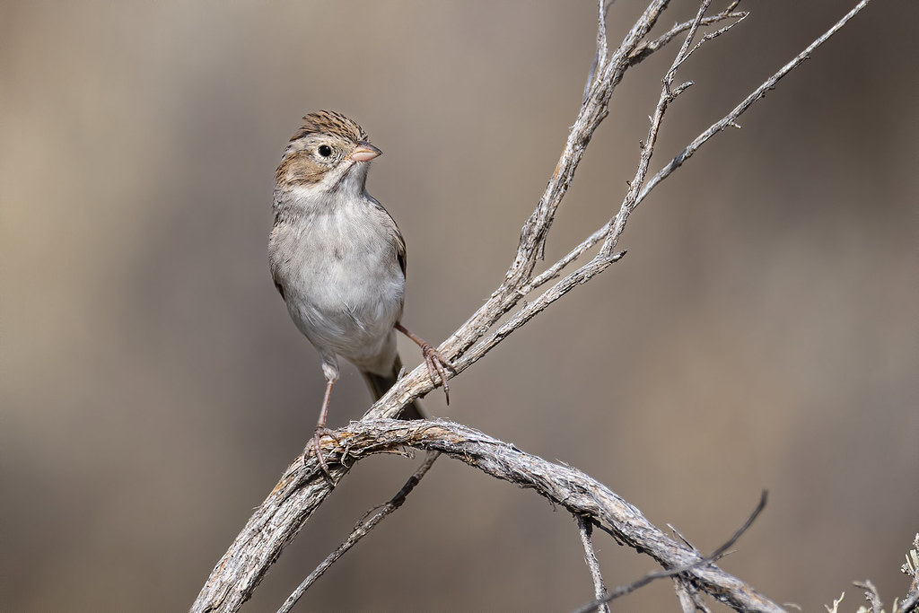 Brewer's Sparrow Sage Junction, Idaho A sagebrush obligate… Flickr