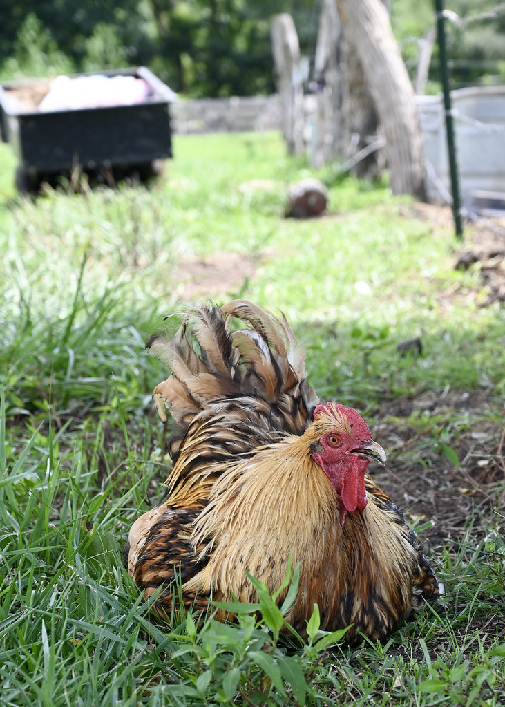 DSC_1823 David Ardell Flickr