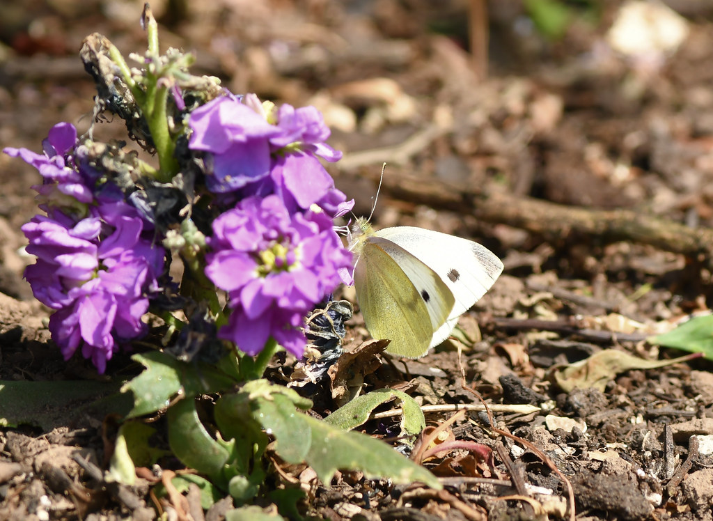 Small White Butterfly garden 29 7 2022 2a Alex M Shepherd Flickr