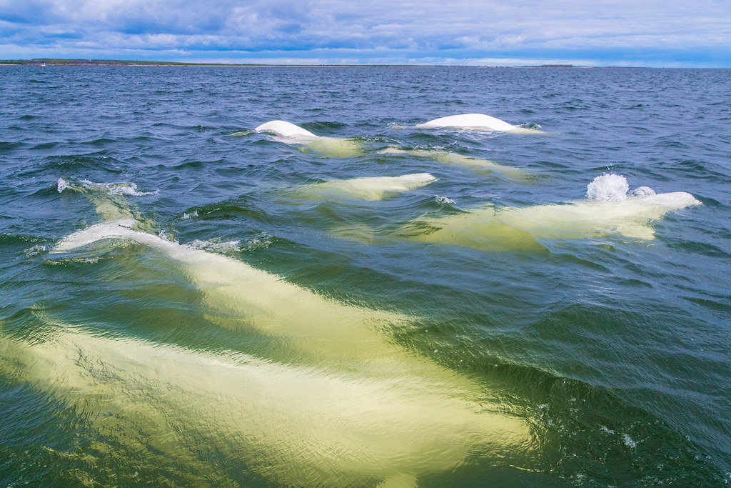 7 Belugas porpoising away. July 20223 Unlike Belugas in o… Flickr