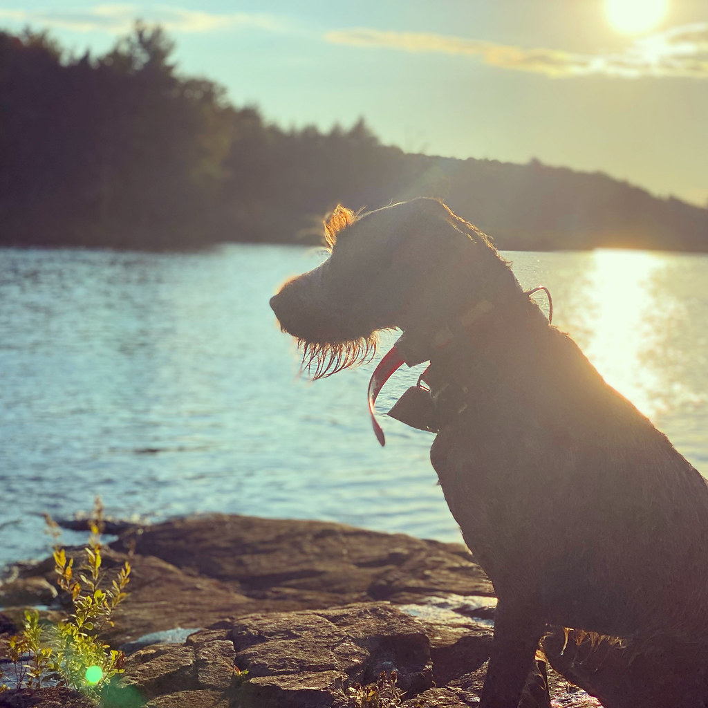 Ember impatiently sitting for the shot Mountain_Air Flickr