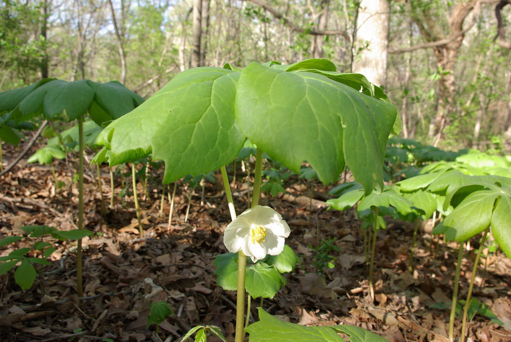Mayapple Mayapple (Podophyllum peltatum) in Bentonville, A… Pam