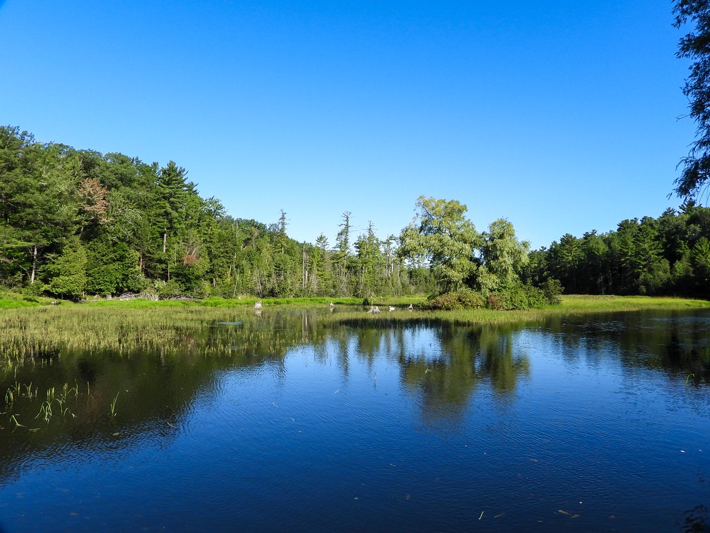 Anatidae Trumpeter Swan, adult, Sanctuary, Wilber Township… Flickr