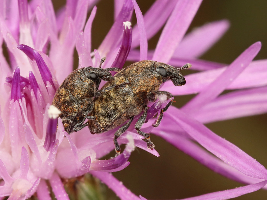 Larinus Pinery PP, ON Michael H. King Flickr